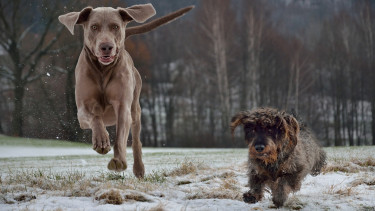 Postbiotic supplement supports canine metabolic health