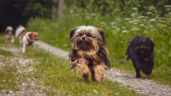 Raccoon expands its pet health portfolio