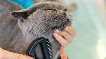 Pet groomers work under considerable health pressures Pet groomers work under considerable health pressures