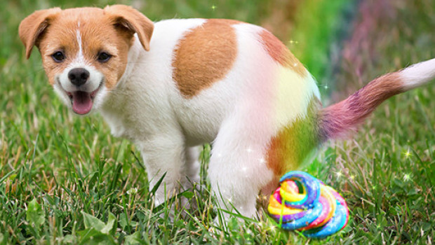 Innovafeed just unveiled a breakthrough in pet nutrition.