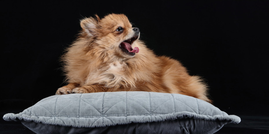 The dog food and accessories market  is growing steadily. 