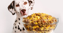 Pet food not necessarily to blame for US pet obesity epidemic