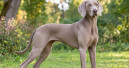 Purina Life Span Study still yields results