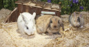 Rabbits in the UK have never been better off than today