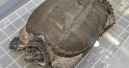 PetAirline flies snapping turtle to the US