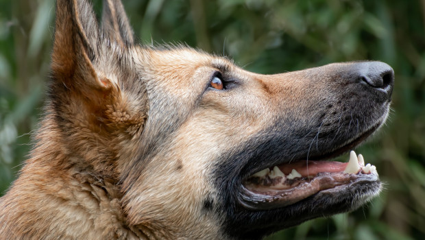 Dog tested positive for Covid-19 Dog tested positive for Covid-19