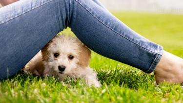 Small dogs: a cure for the Covid blues
