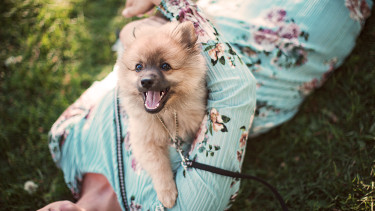 Musti Group announces “pawternity” leave