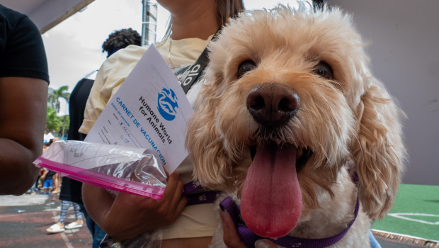 The animal rescue team from Humane World for Animals has set up four temporary veterinary clinics in affected communities in northern Venezuela, where the earthquakes have caused devastating damage – over 350 animals have been treated.