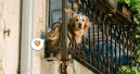 Getolo brings digital pet health insurance to Spain