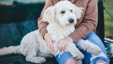 Agria survey shows the importance of pets