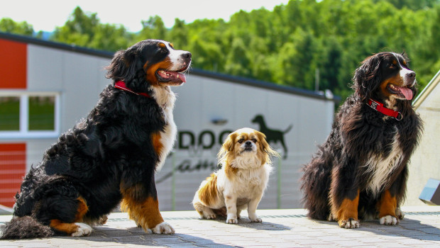 Dogsworld invites you to Neufelden for the opening of its campus.