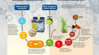 Biological filtration for aquarium water