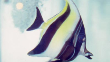 Early effects on the ornamental aquatic industry