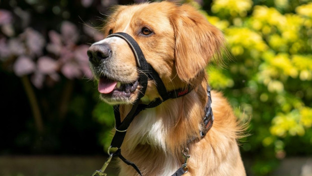 The Halti headcollar promotes positive canine behaviour without causing any discomfort.