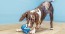 Coachi Puppy & Mini now available