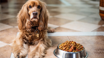 Mars flags early switch from puppy to adult diets