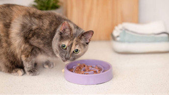 Arken Zoo opens new branch in Mariestad