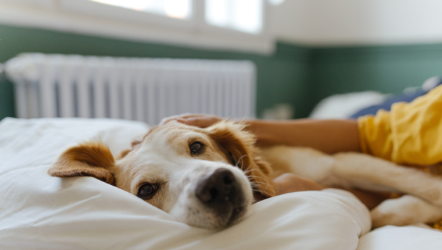 Mars aims to pave the way: with an information platform on pet adoption and a new study, the company aims to encourage people to adopt pets.