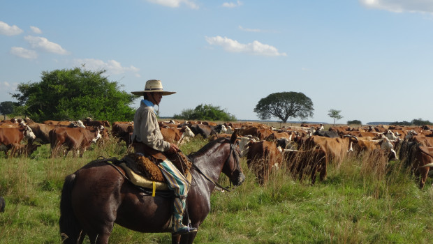 Most recently in the first five months of the current year, Argentina has increased its beef exports sharply. Photo: Voilia, Pixabay