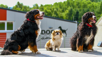 Dogsworld opens campus
