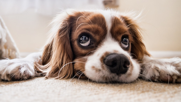 Chewy.com is feeling the effects of pet owners’ reluctance to buy and is therefore letting go of around 200 employees. 