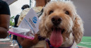 Humane World for Animals opens pop-up veterinary clinics