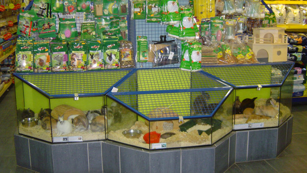 Both sector representatives and animal welfare organisations fear that the primary victims of the Czech government’s ban on selling pets will be the pets themselves. Both sector representatives and animal welfare organisations fear that the primary victims of the Czech government’s ban on selling pets will be the pets themselves.