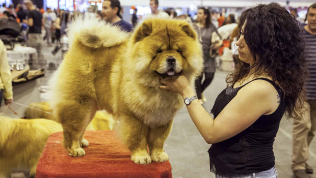 The World Dog Show will welcome participants to Madrid from 23 to 26 June.