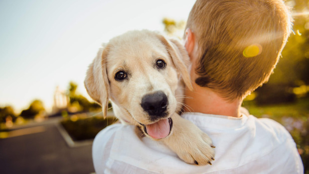 An increasing awareness of pet wellbeing is fuelling the demand for dietary supplements, according to a new report by Future Market Insights.