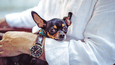 Small dog, big presence