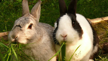 Rabbit Awareness Week in June