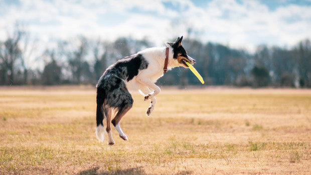 Each Bar K location includes multiple dog parks, in which dogs can play and enjoy activities.