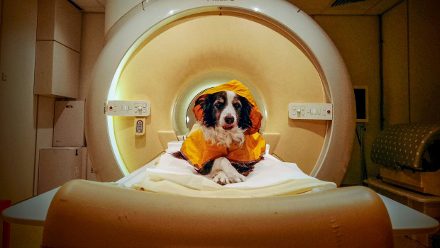 Using fMRI, the researchers investigated how the brains of dogs process human facial expressions such as joy, anger, fear and sadness in twelve alert, well-trained family dogs. Using fMRI, the researchers investigated how the brains of dogs process human facial expressions such as joy, anger, fear and sadness in twelve alert, well-trained family dogs.