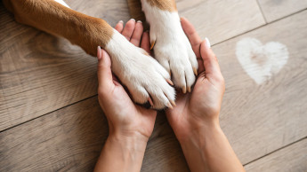 Kiwoko and Royal Canin launch joint charity campaign Kiwoko and Royal Canin launch joint charity campaign