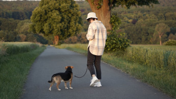 America’s dogs are becoming healthier