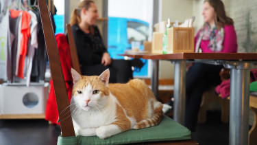 Yarrah supports cat cafés