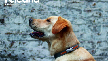 Improving the welfare of pets