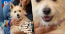 Hill's launches adoption campaign