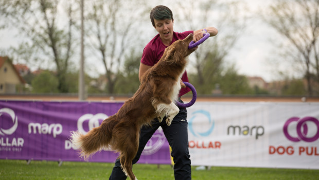 Dog Puller is a sport for dogs and their owners.