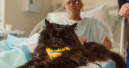 Purina Europe is presenting the Better with Pets Award