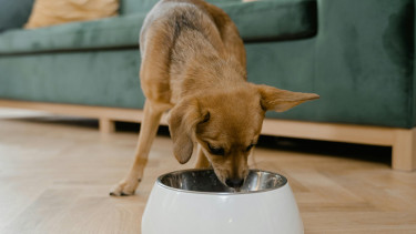 Pet food from Europe in demand worldwide