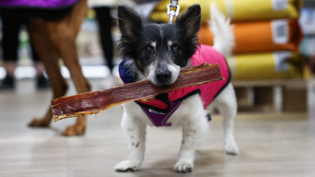 One in three UK pet owners say they have delayed or skipped treatment of their pet for financial reasons.