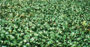 Green tide continues to pose headaches