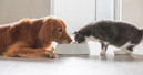 Kiwoko analyses international trends in functional pet nutrition