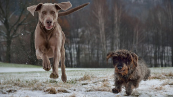 Postbiotic supplement supports canine metabolic health Postbiotic supplement supports canine metabolic health