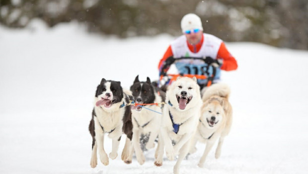 Snow Blizzard Iditarod is run by musher Ron de Ruiter and his team.