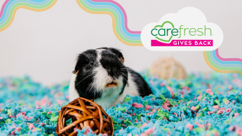 Carefresh launches its ‘Gives Back’ initiative
