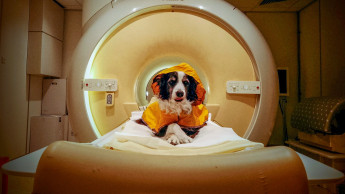 Brain scans: dogs tell negative facial expressions apart Brain scans: dogs tell negative facial expressions apart