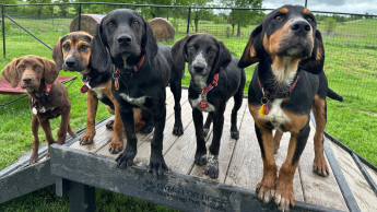 Gyms For Dogs supports shelter dogs